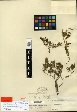 Heliotropium chenopodiaceum var. ericoideum image