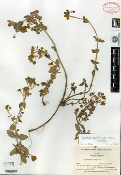 Calceolaria velutinoides image