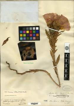 Oenothera whitneyi image