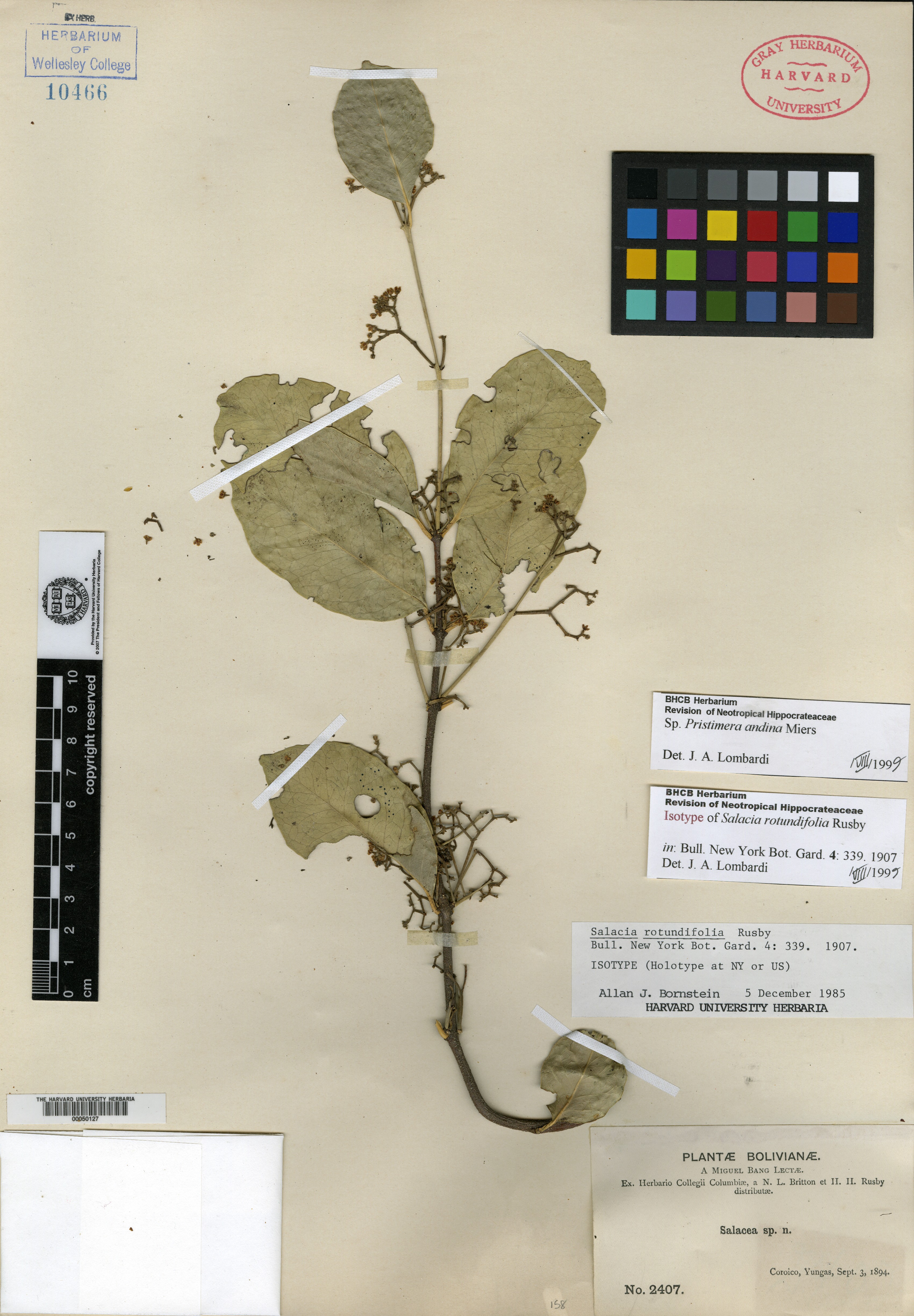 Salacia rotundifolia image