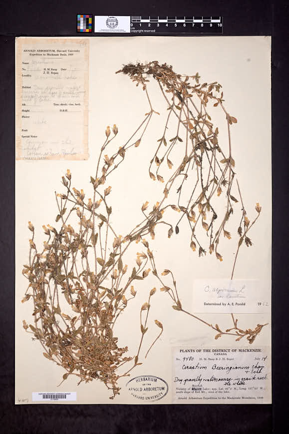 Cerastium alpinum var. lanatum image