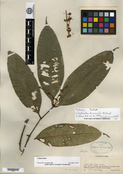 Calyptranthes grandiflora image