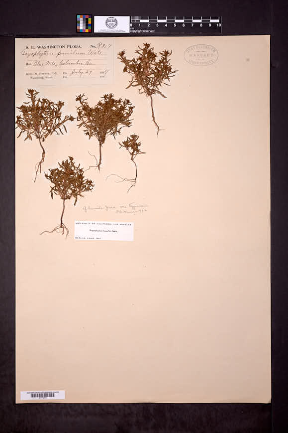 Gayophytum humile image