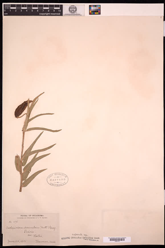 Asclepias asperula subsp. capricornu image