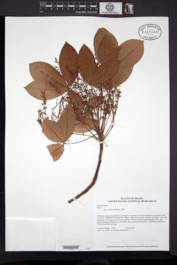 Hieronyma asperifolia image