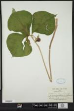 Trillium cernuum var. macranthum image