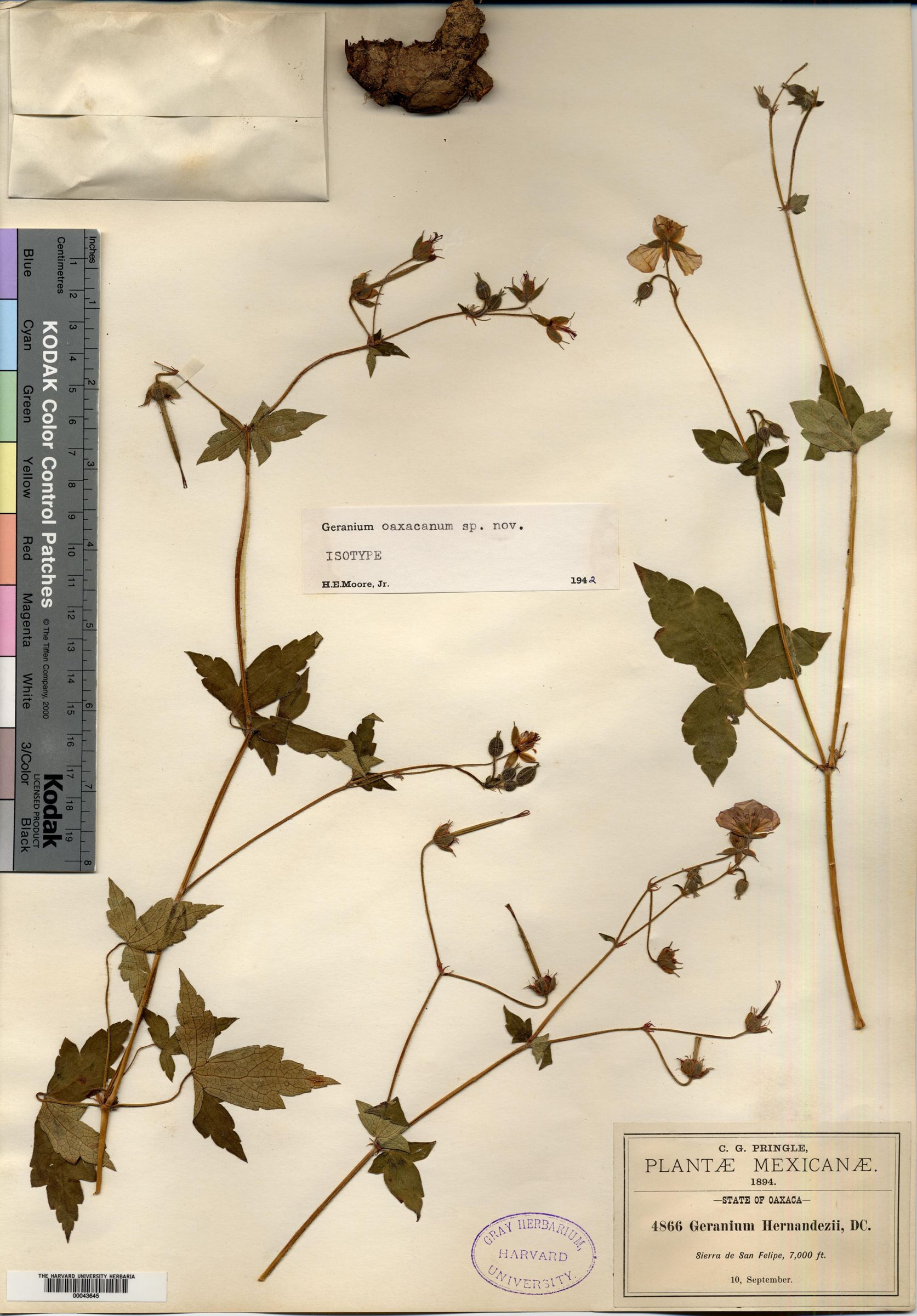 Geranium oaxacanum image
