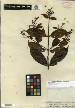 Ferdinandusa lanceolata image