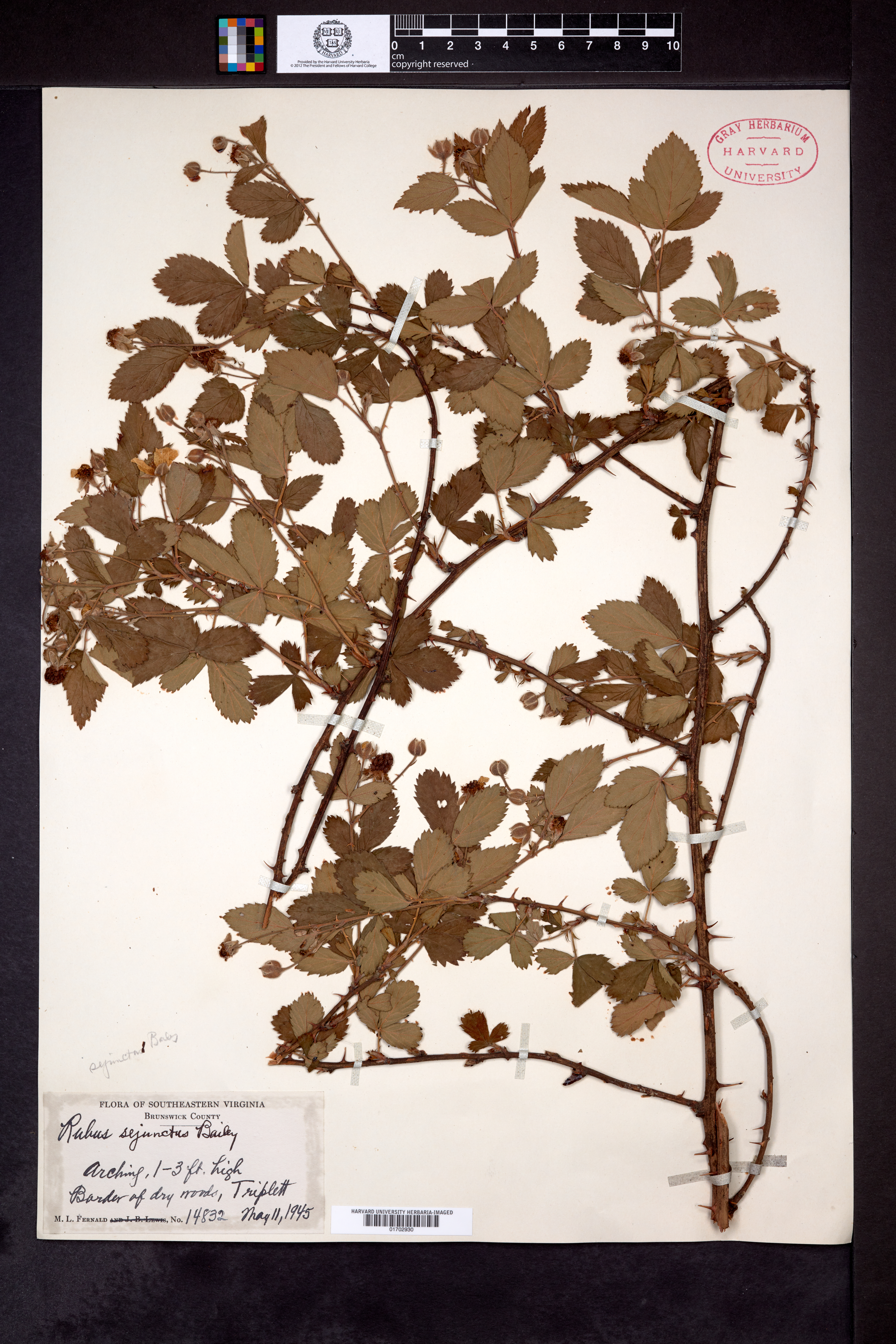 Rubus sejunctus image