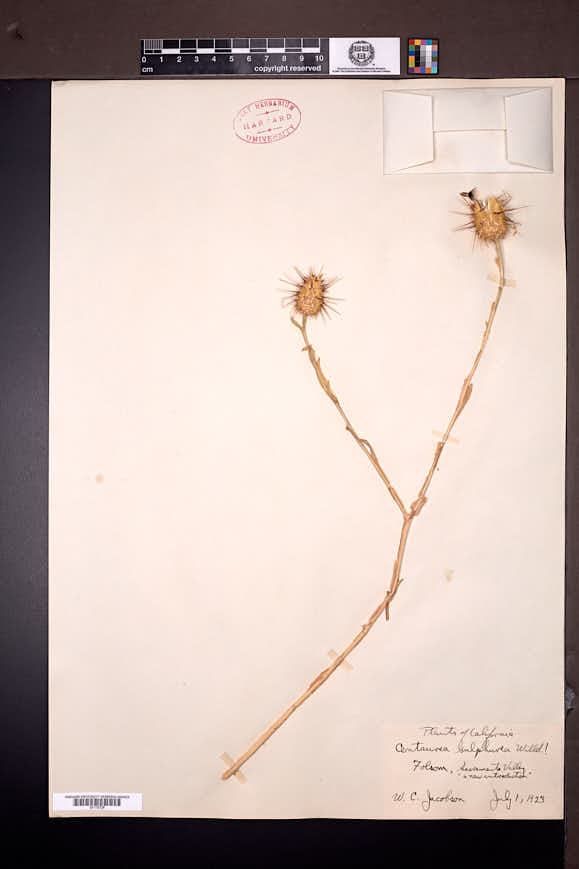 Centaurea sulphurea image
