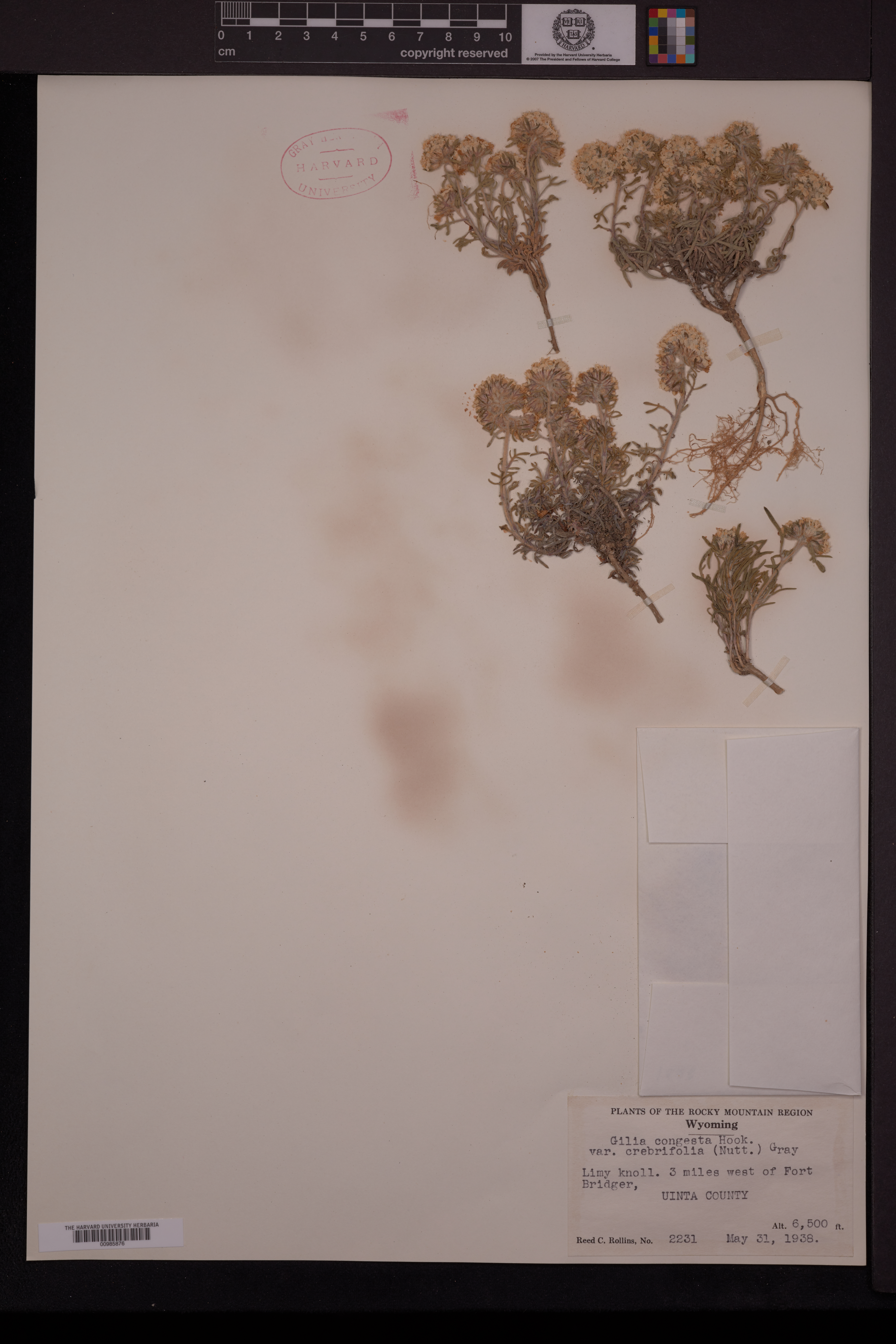 Ipomopsis congesta subsp. crebrifolia image