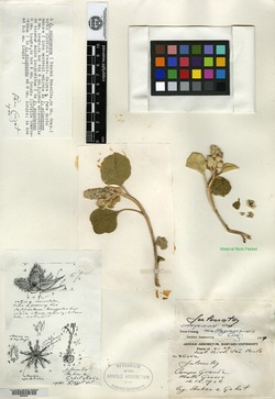 Croton villosissimus image