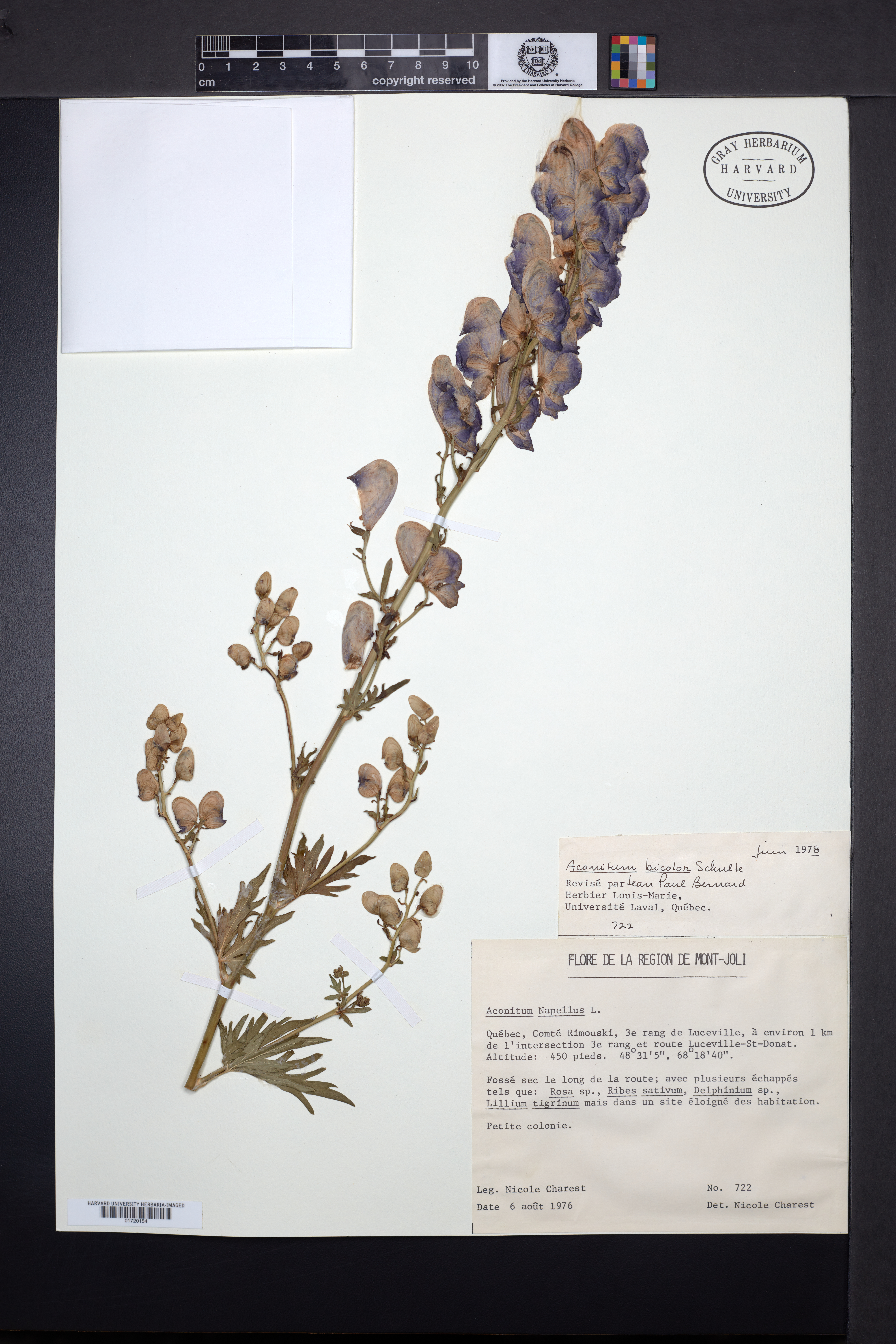 Aconitum bicolor image