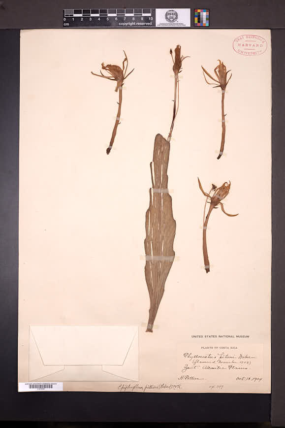 Epiphyllum hookeri subsp. pittieri image