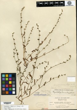 Allocarya echinacea image
