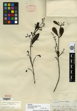 Dendropemon purpureus image