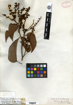 Bauhinia viorna image