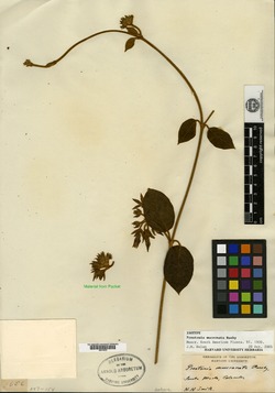 Prestonia parviflora image