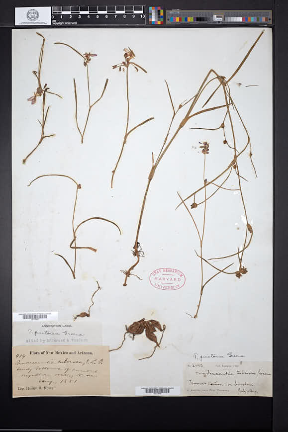Tradescantia pinetorum image