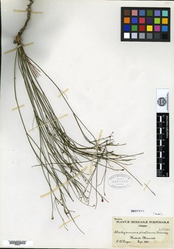 Aeschynomene pinetorum image