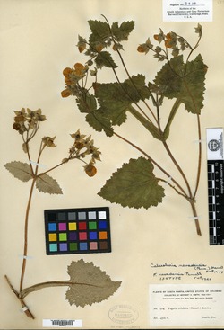 Calceolaria nevadensis image