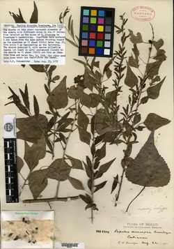 Populus mexicana subsp. dimorpha image