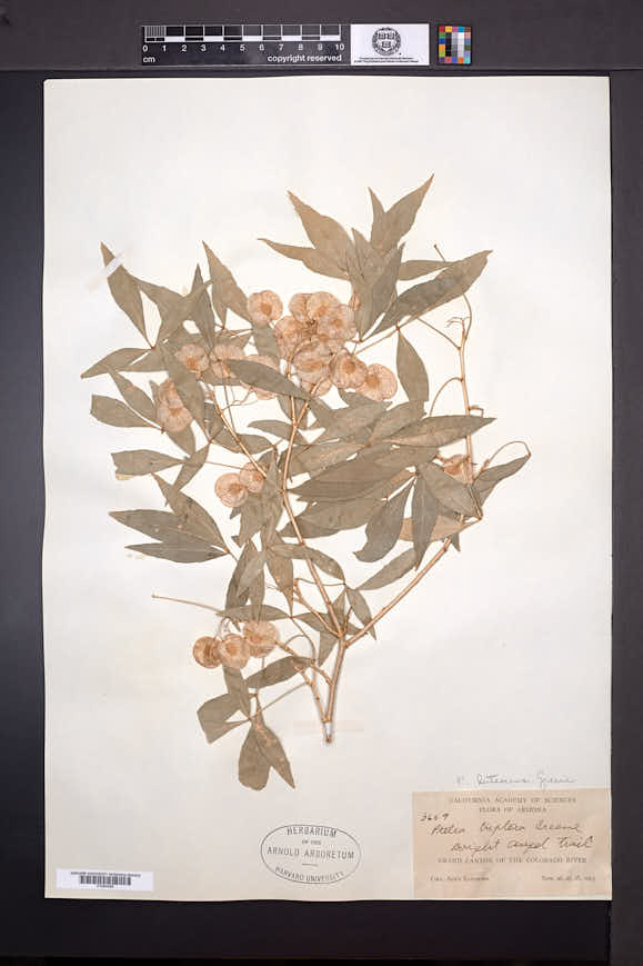 Ptelea trifoliata var. lutescens image