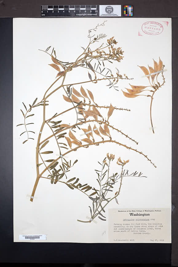 Astragalus sclerocarpus image