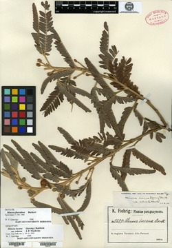 Mimosa flocculosa image