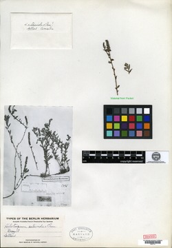Heliotropium tiaridioides image