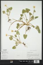 Ficaria verna subsp. calthifolia image