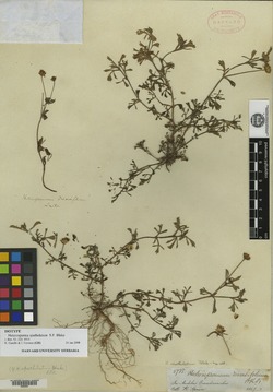 Heterosperma spathulatum image