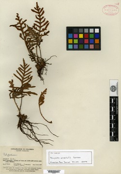 Pleopeltis orientalis image