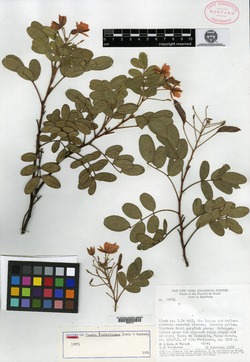 Chamaecrista linearifolia image