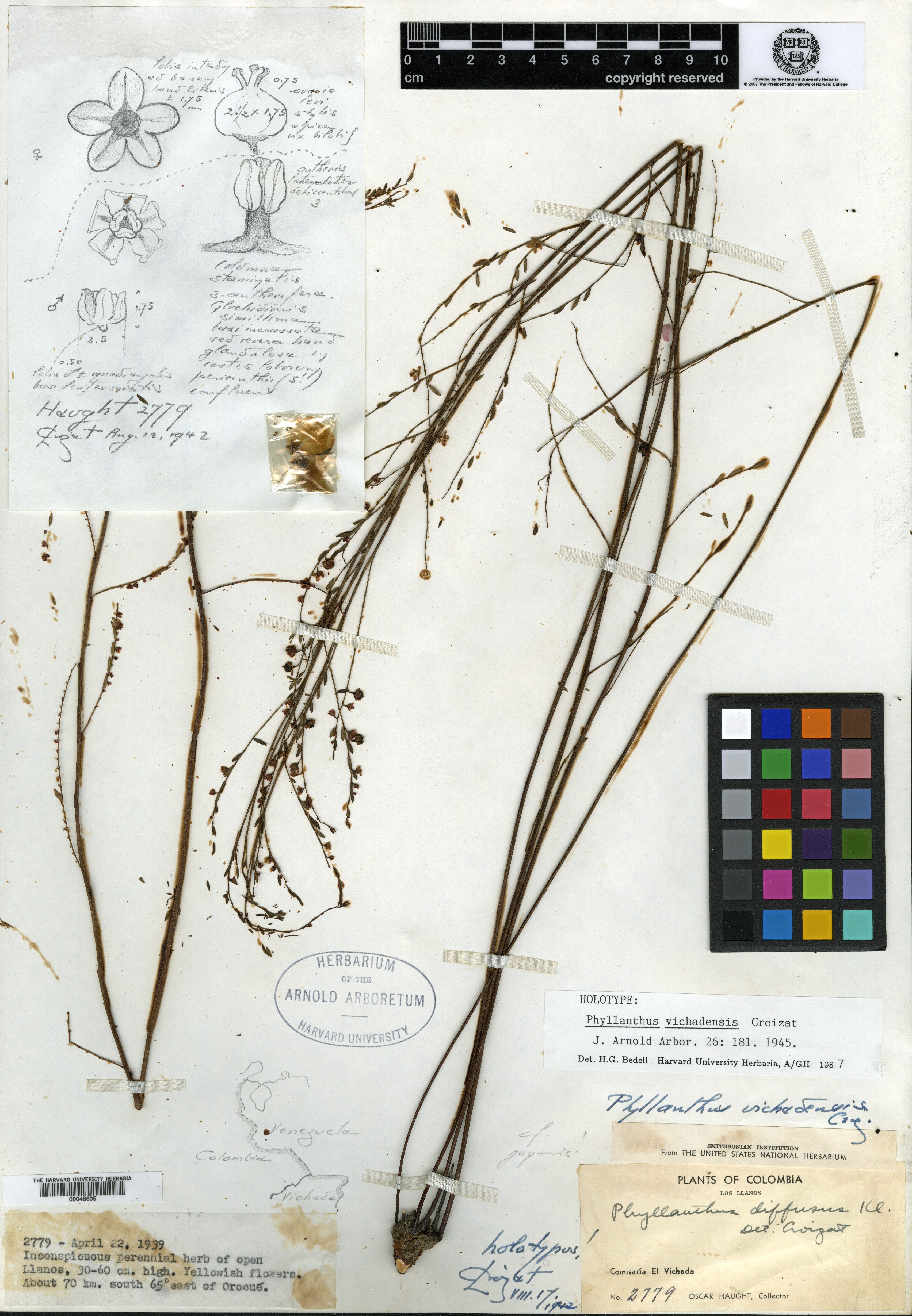 Phyllanthus vichadensis image