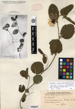 Pavonia malacophylla image