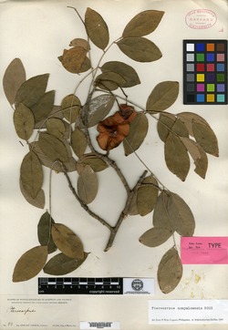 Pterocarpus acapulcensis image