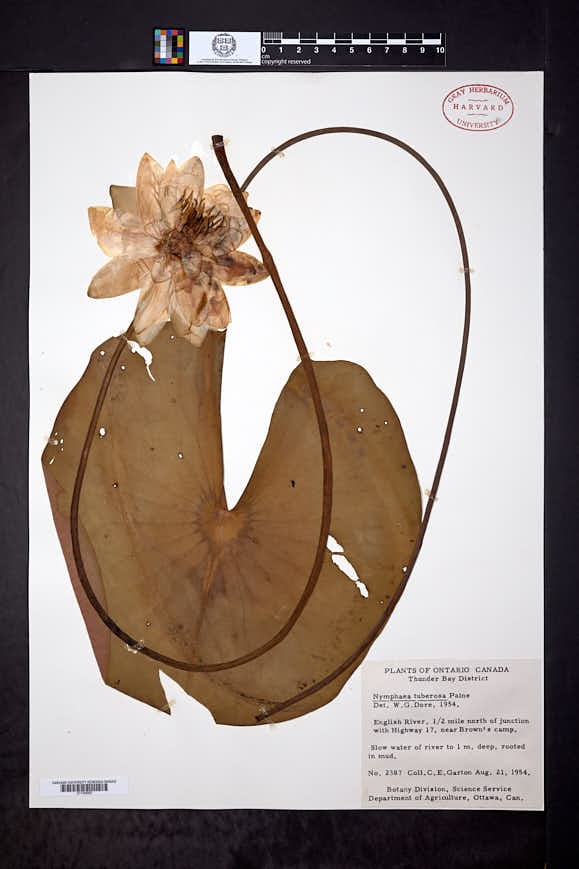 Nymphaea odorata subsp. tuberosa image