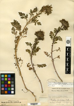 Phacelia glandulosa var. australis image