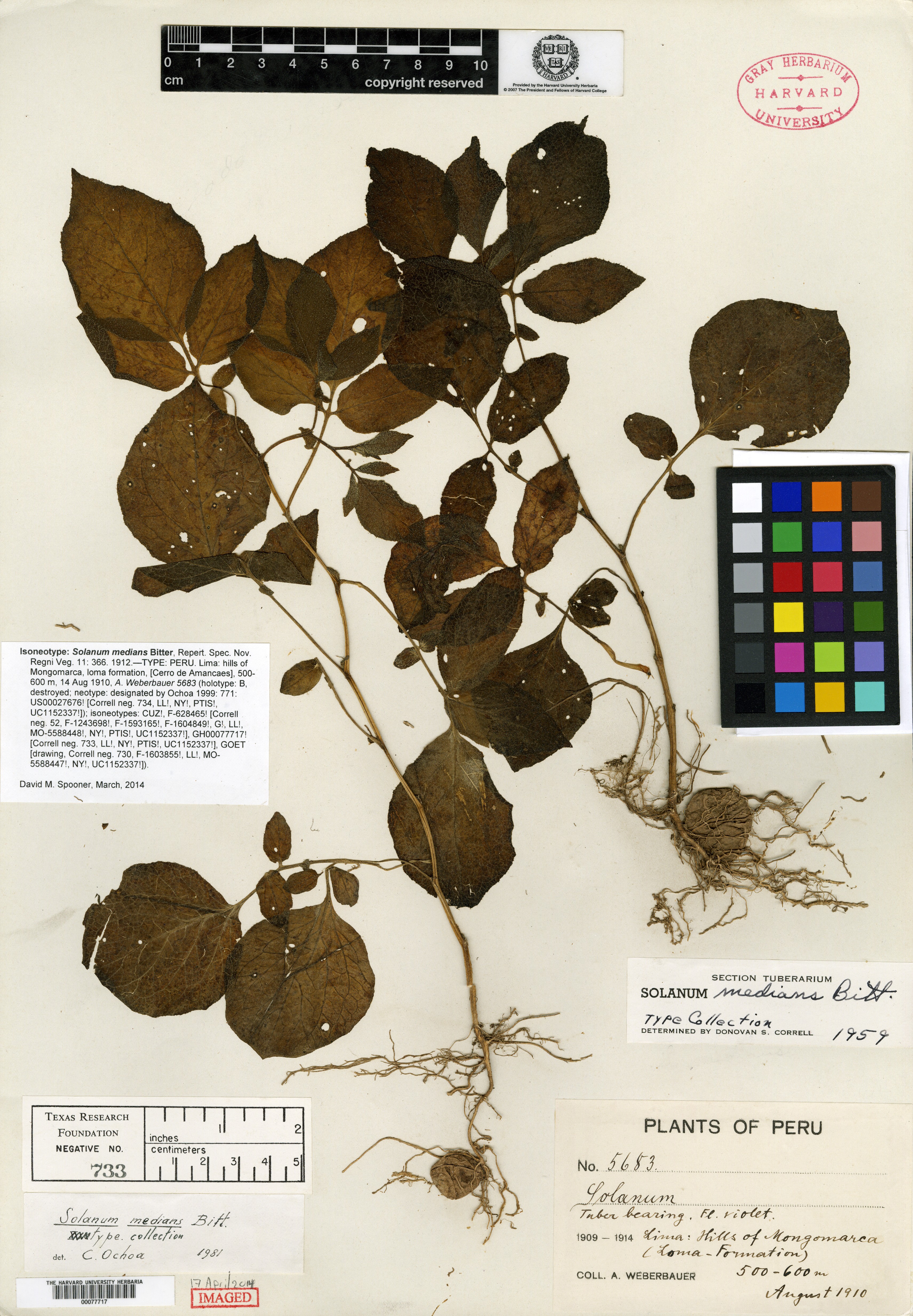 Solanum medians image