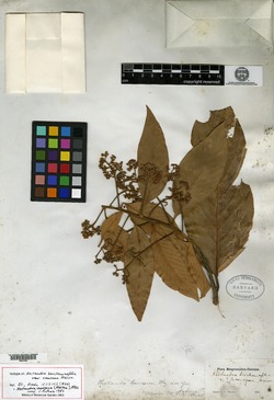 Nectandra glabrescens image