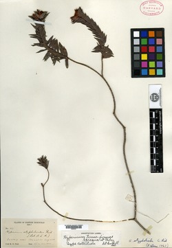 Hypericum terrae-firmae image