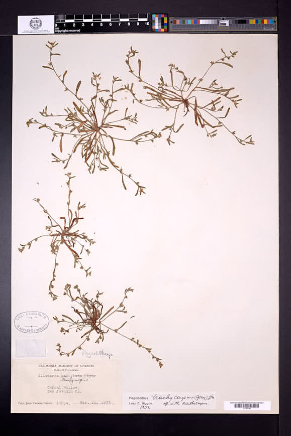 Plagiobothrys trachycarpus image