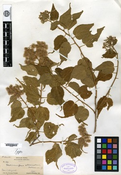 Heliocarpus attenuatus image