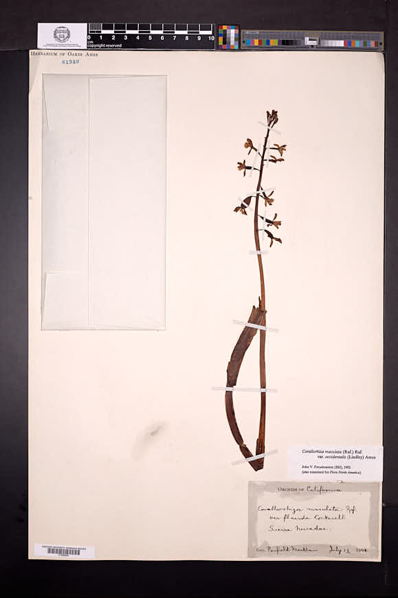Corallorhiza maculata image