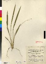 Odontoglossum graminifolium image