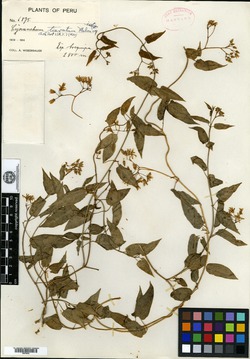 Cynanchum tiaratum image