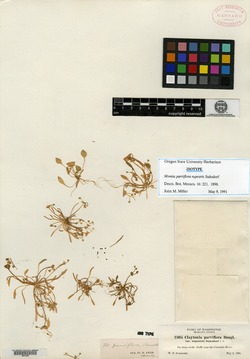 Limnia rupestris image