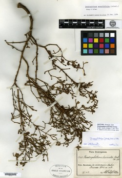 Dendrophthora serpyllifolia image