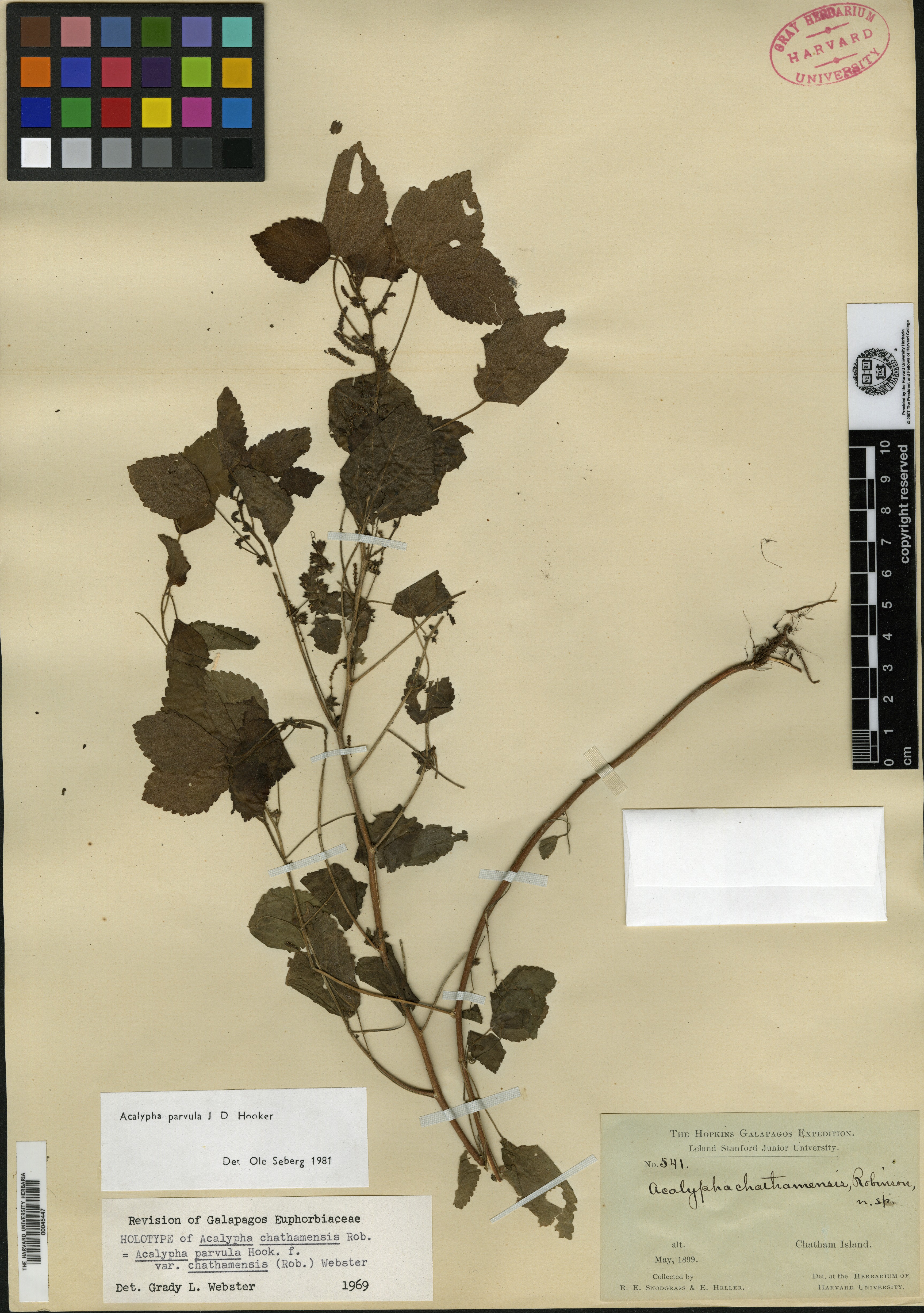 Acalypha parvula var. chathamensis image